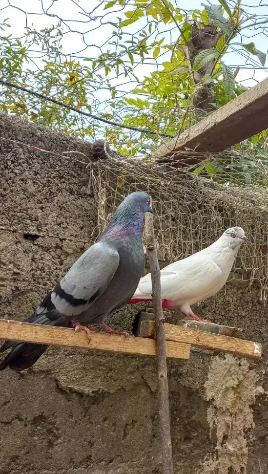 کبوتر ماده کله دم سبز|پرنده|رشت, فرزانه|دیوار