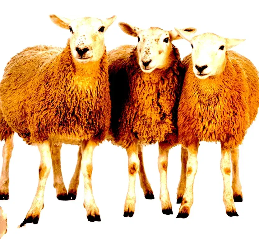 جشنواره*فروش گسترده دام زنده/گوساله گوسفند»خونی»|حیوانات مزرعه|مشهد, هفده شهریور|دیوار