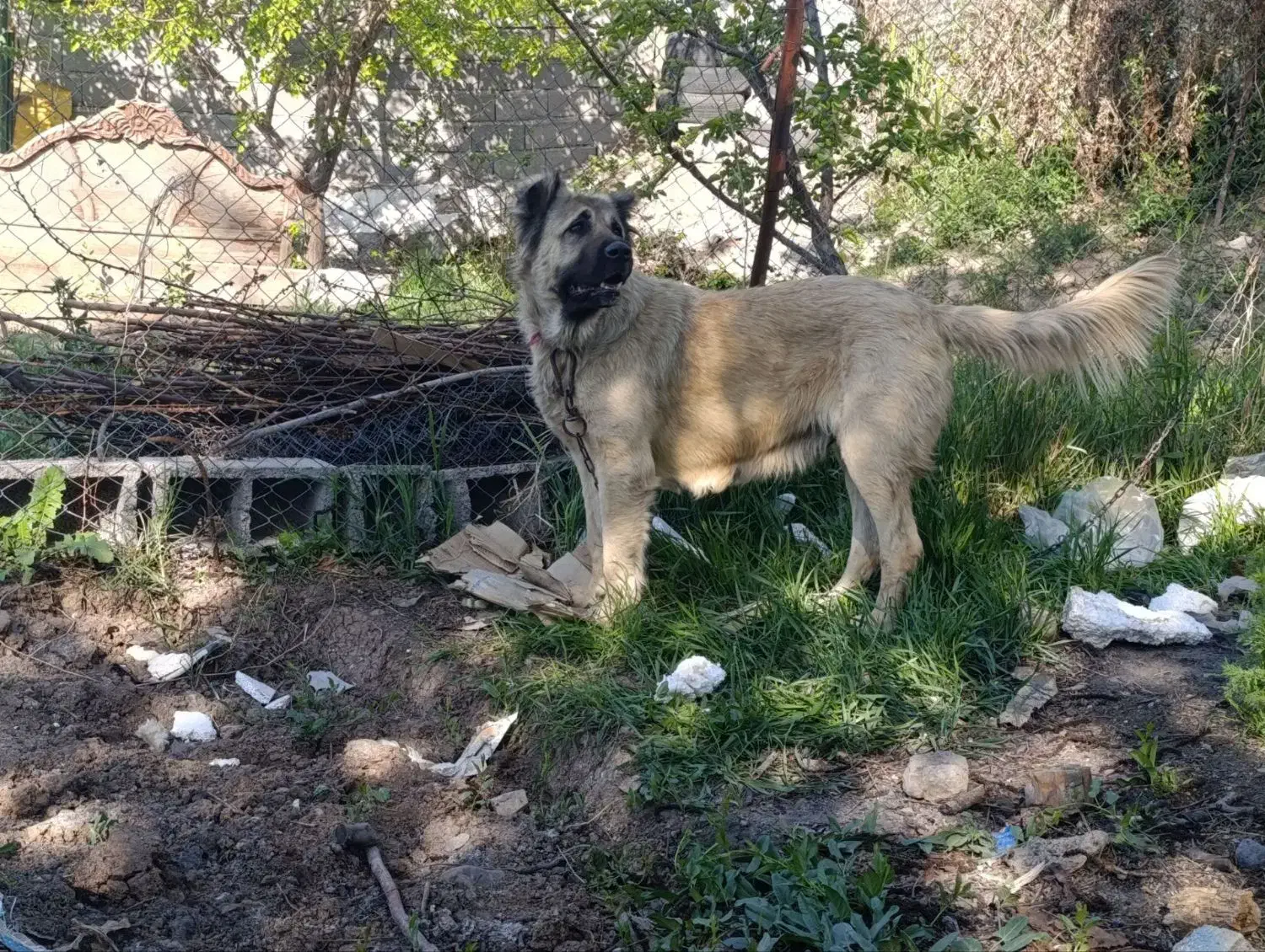 ماده سرابی|سگ|بستان آباد, |دیوار
