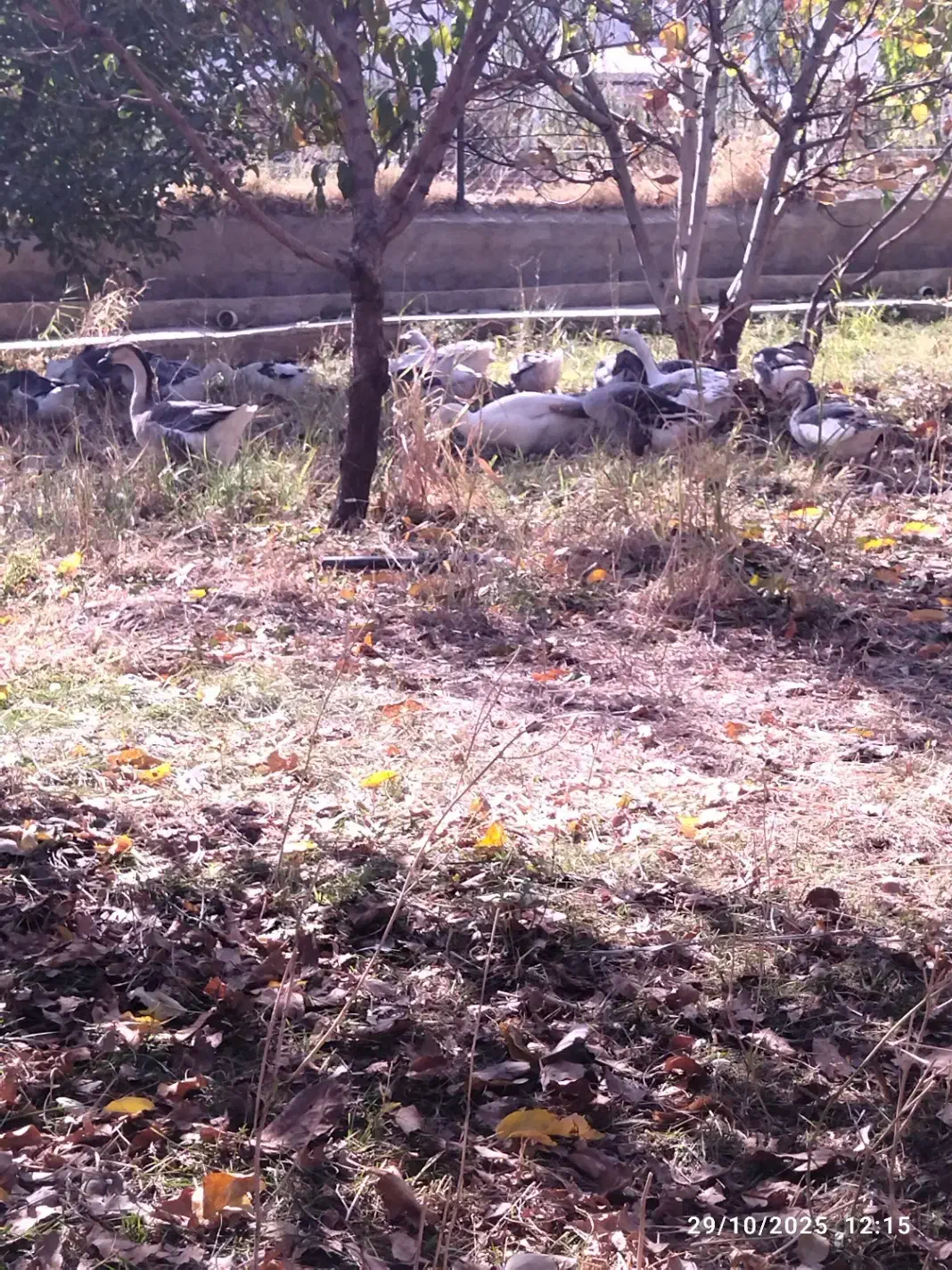 قلو قاضی خومالی|حیوانات مزرعه|پیرانشهر, |دیوار