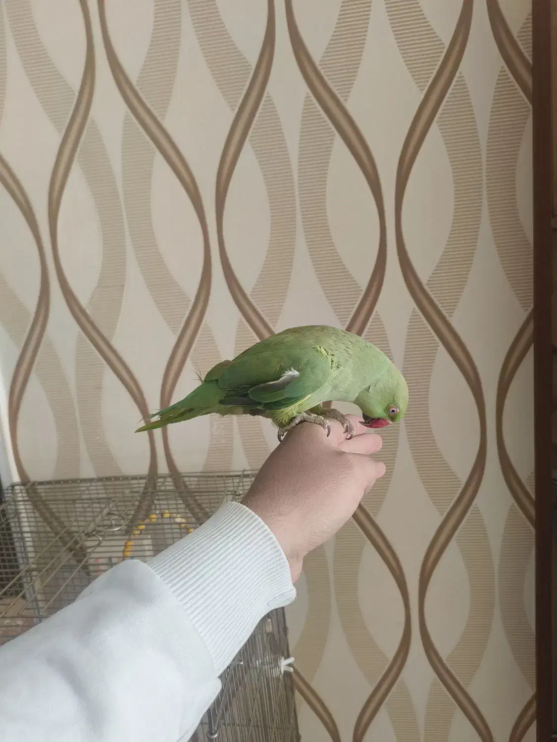 ملنگو دستی|پرنده|مبارکه, |دیوار