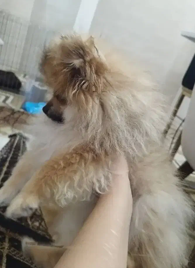 فروش توله پامرانین خرسی اورجینال نر|سگ|قائم‌شهر, |دیوار