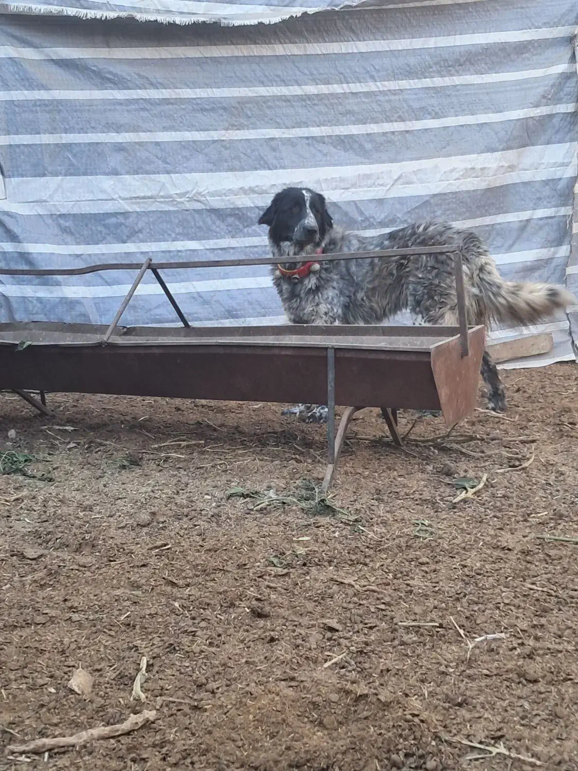 سگ‌گله‌قدرجونی|سگ|قهدریجان, |دیوار