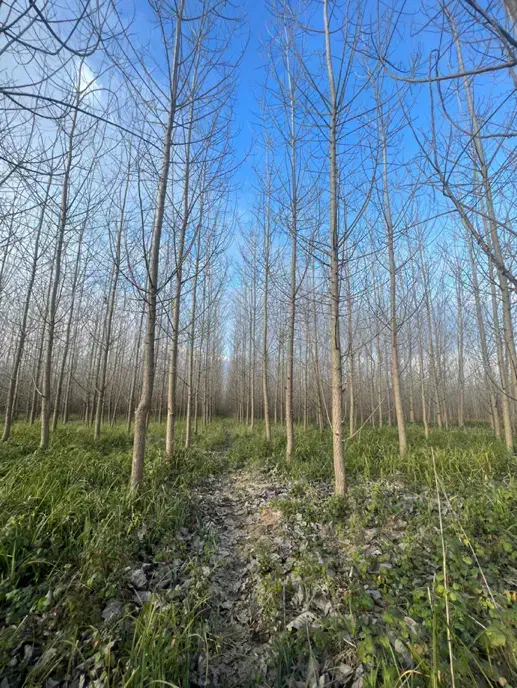 فروش زمین ۲۱۷۵۶ متر نزدیک خیابان اصلی|فروش زمین و ملک کلنگی|رشت, فخب|دیوار