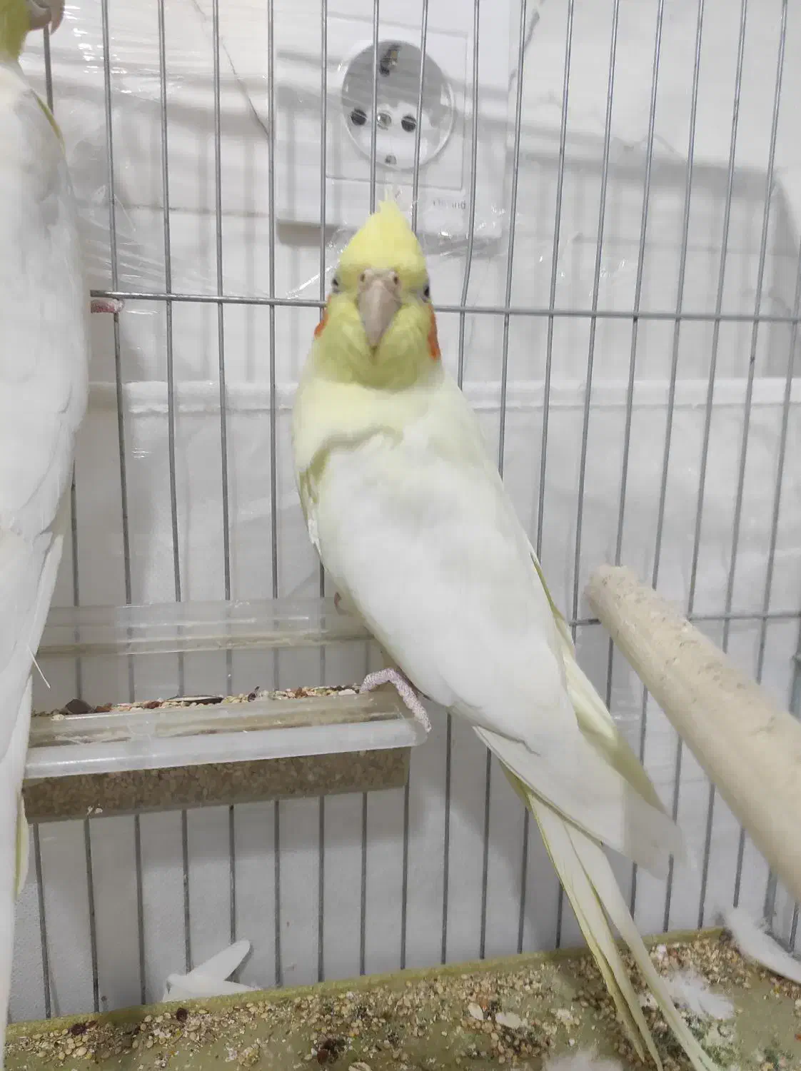 عروس هلندی|پرنده|نقده, |دیوار