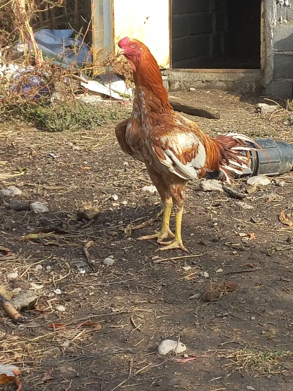 سلام دوستان دوتا جوجه خروس نسل ژرمن آلمانی|حیوانات مزرعه|گالیکش, |دیوار