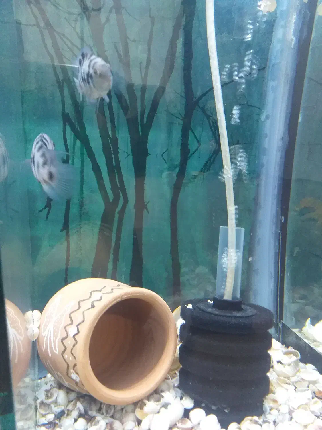 جفت سیچلاید گوره خری مولد|ماهی|اردبیل, |دیوار