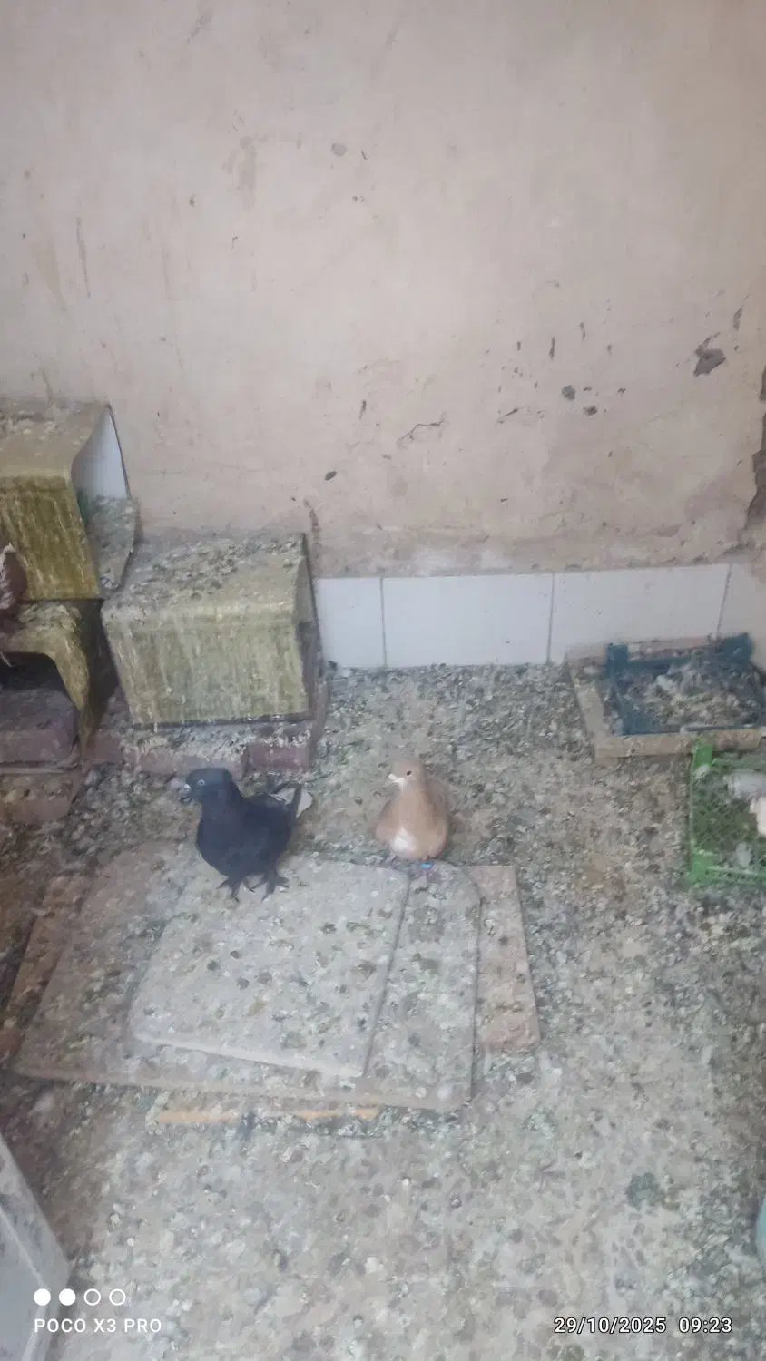 فروش ۱۱ کبوتر مجموعه کامل|پرنده|کرمان, |دیوار