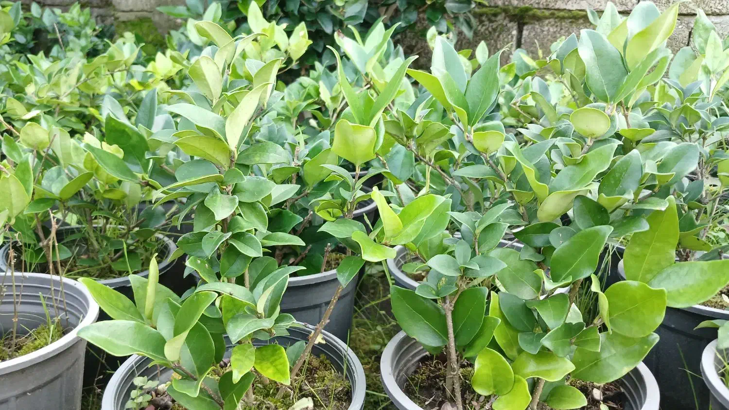 یاس هلندی|گل و گیاه طبیعی|کلاچای, |دیوار