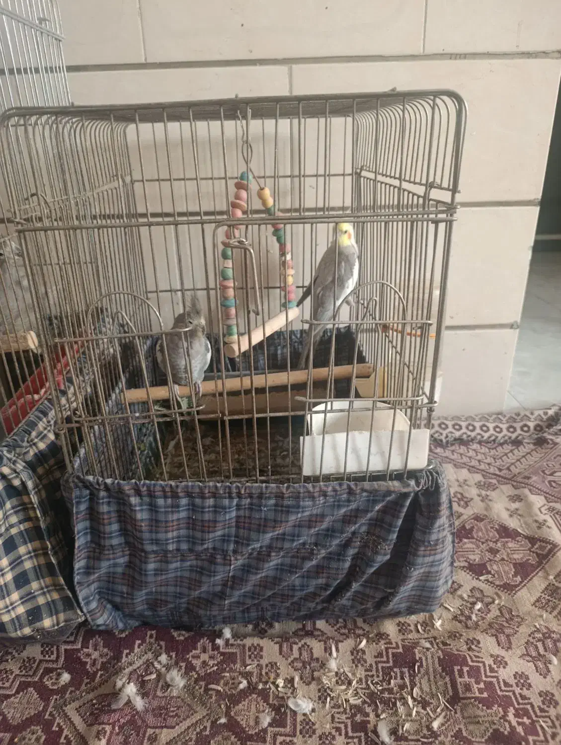 دو جفت عروس هلندی بالغ|پرنده|شیراز, کوشک میدان|دیوار