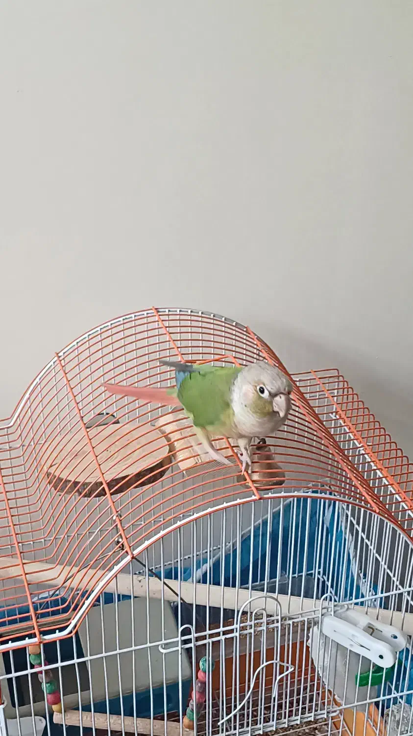 طوطی گمشده|حیوانات|رفسنجان, |دیوار