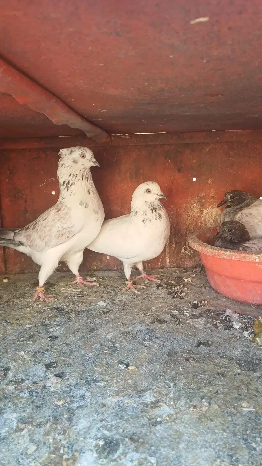 کفتر. گمشده|پرنده|کرج, اسلام‌آباد|دیوار