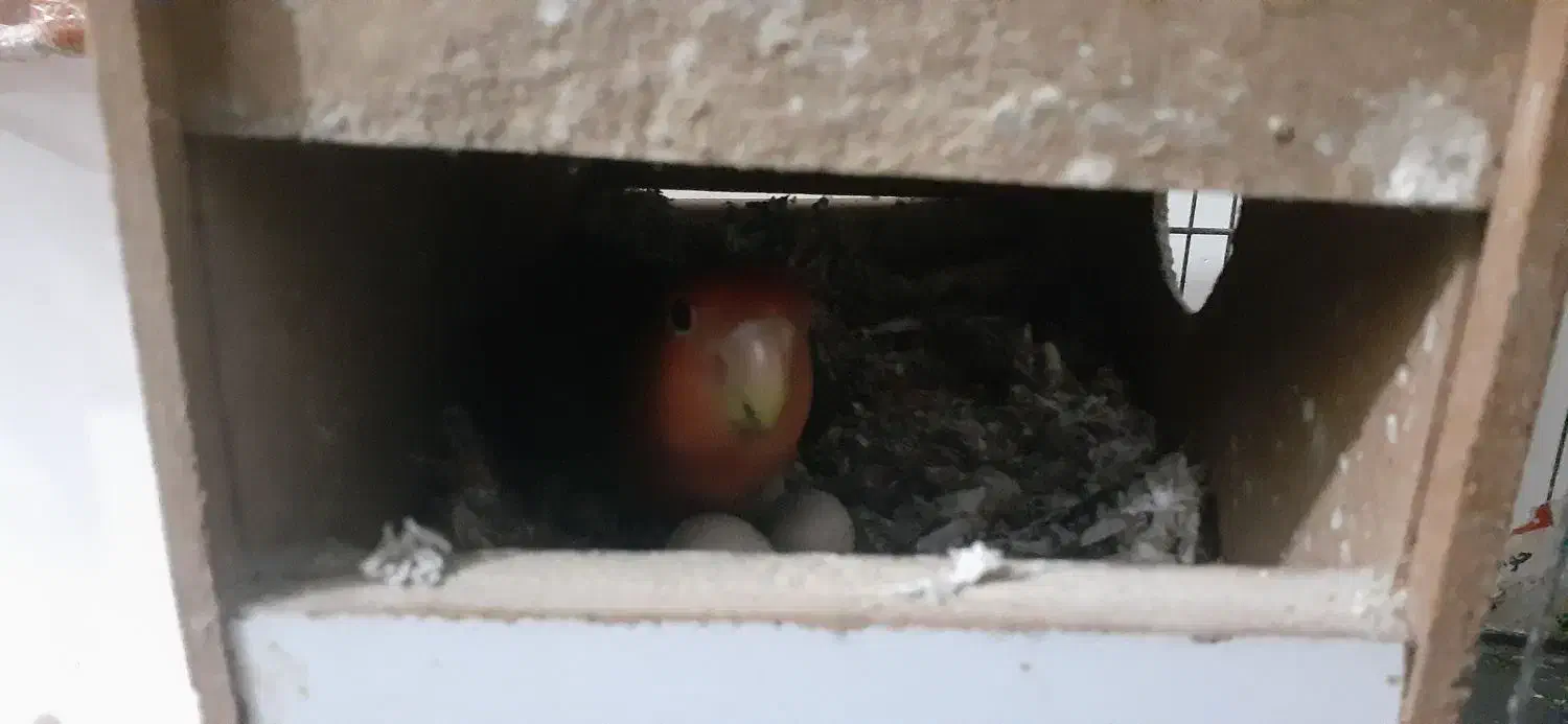 کوتوله مولد تخم گزار|پرنده|آق قلا, |دیوار