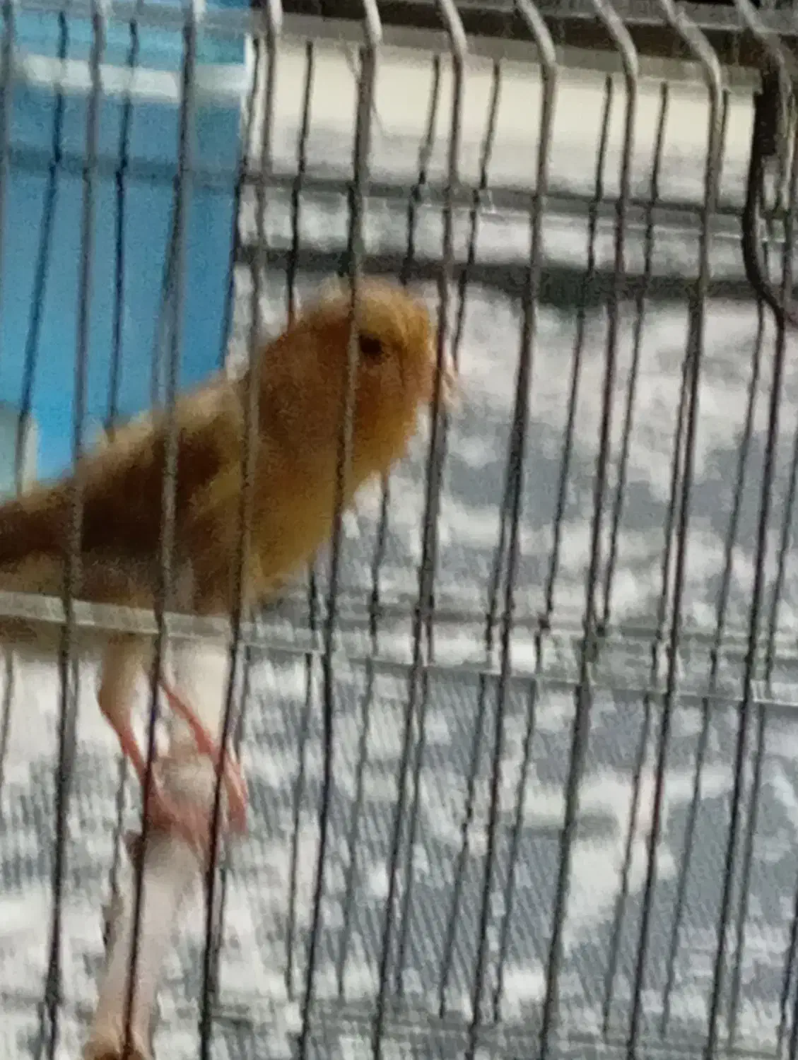 قناری ماده|پرنده|ری, تقی آباد|دیوار