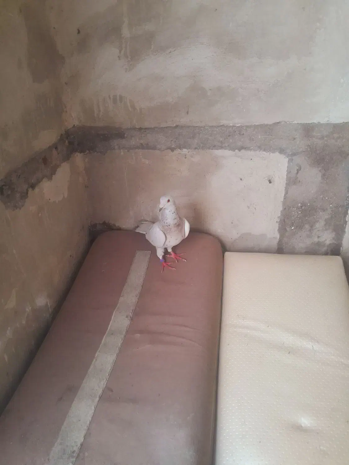 کبوتر مسافطی|پرنده|نوشهر, |دیوار