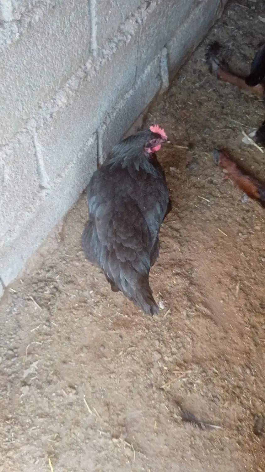 مرغ تخمی|حیوانات مزرعه|نهبندان, |دیوار