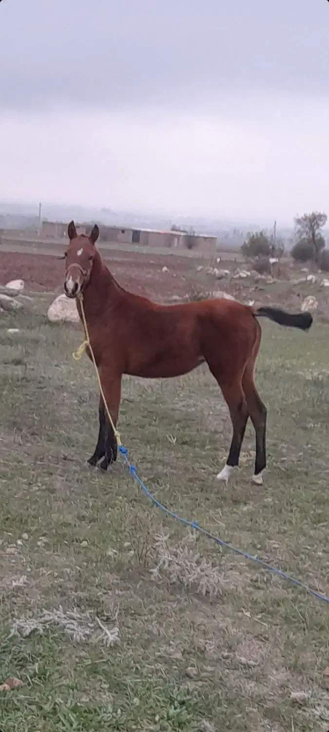 کره مادیان کرد زیبا|اسب و تجهیزات اسبسواری|اردبیل, |دیوار