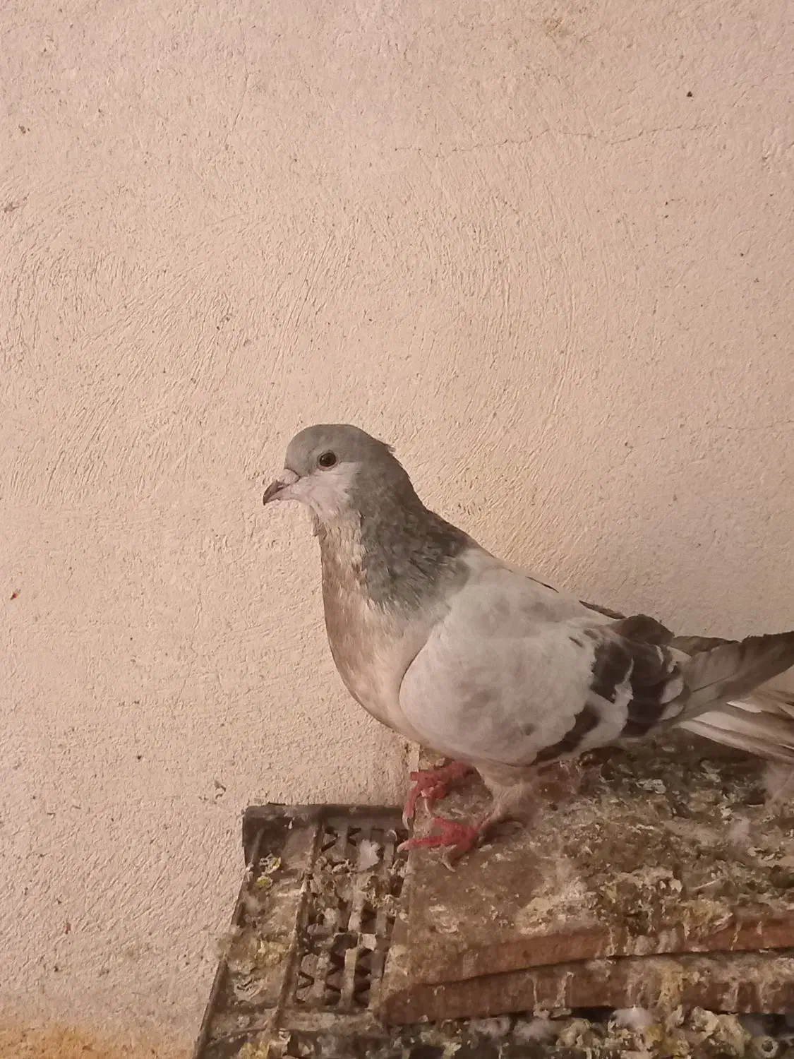 کبوتر شیخی و پلاکی|پرنده|بناب, |دیوار