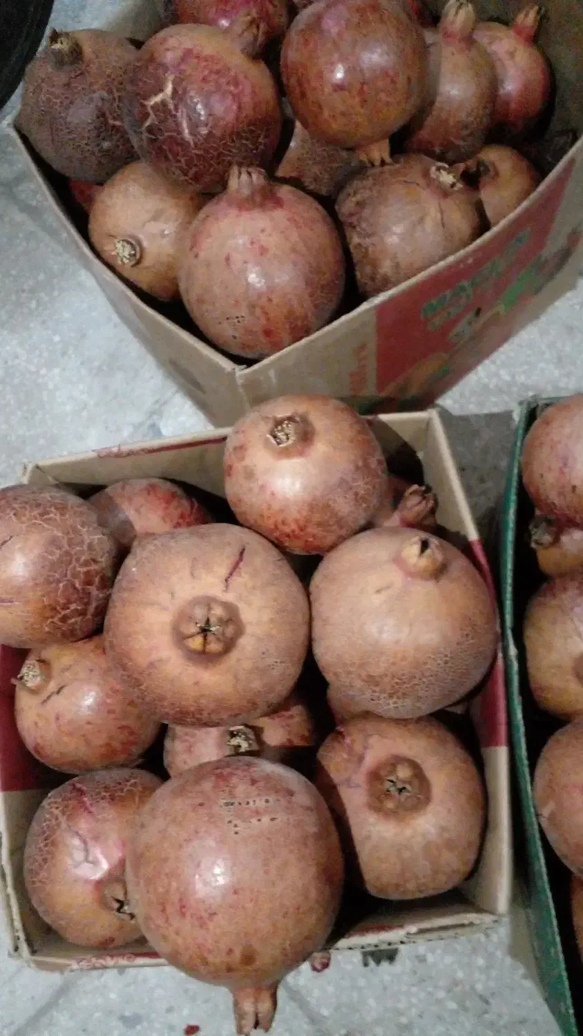 انارلیلی|خوردنی و آشامیدنی|سبزوار, غرب نیروگاه|دیوار