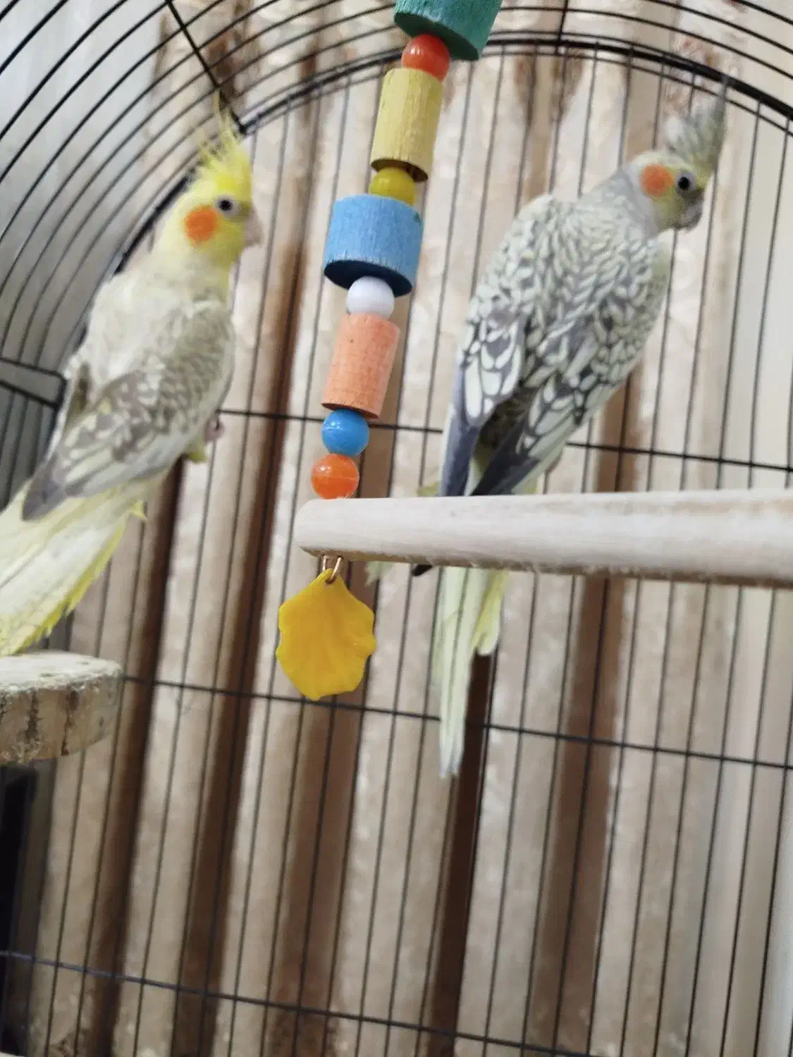 جفت عروس هلندی گل باقالی زیبا و بازیگوش|پرنده|تهران, یافتآباد|دیوار