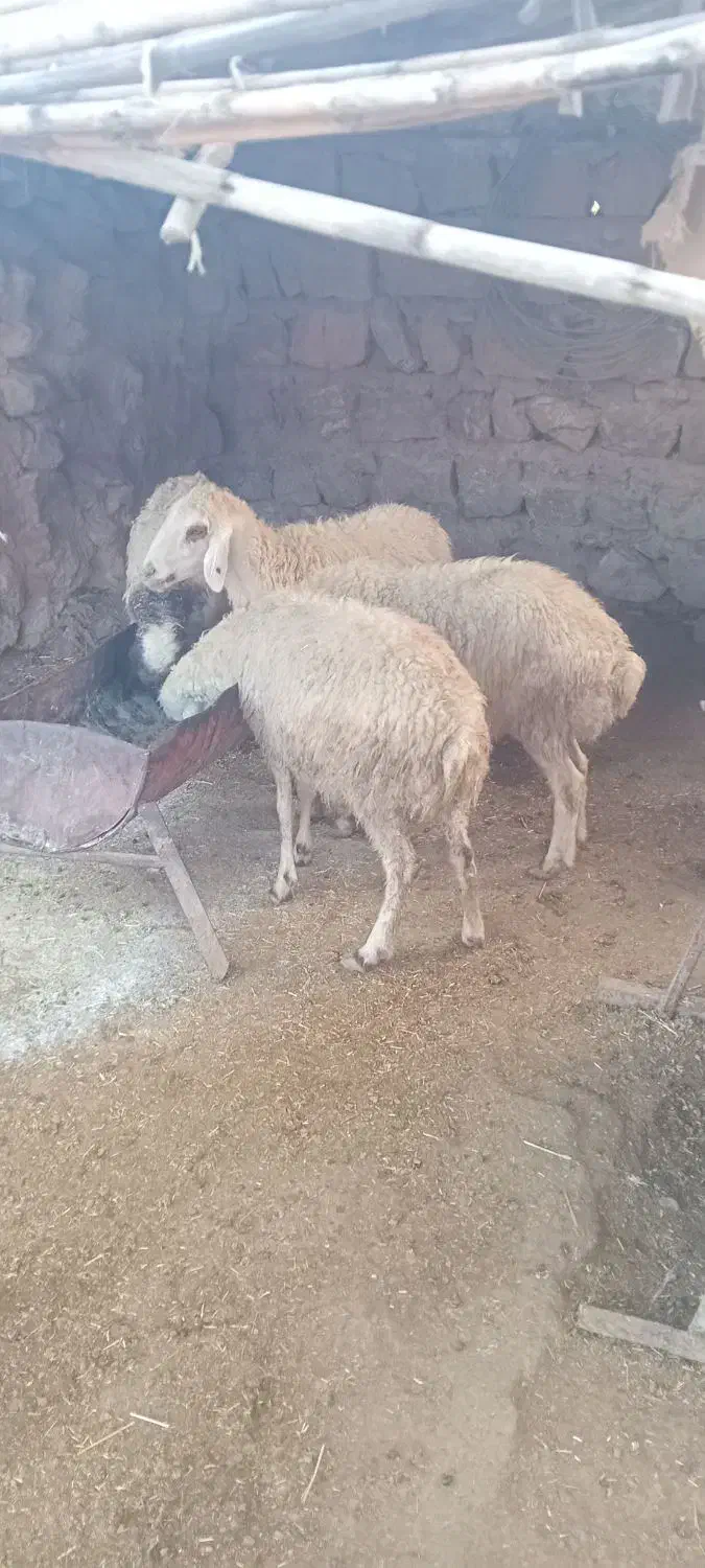 گوسفند|حیوانات مزرعه|پلدختر, |دیوار