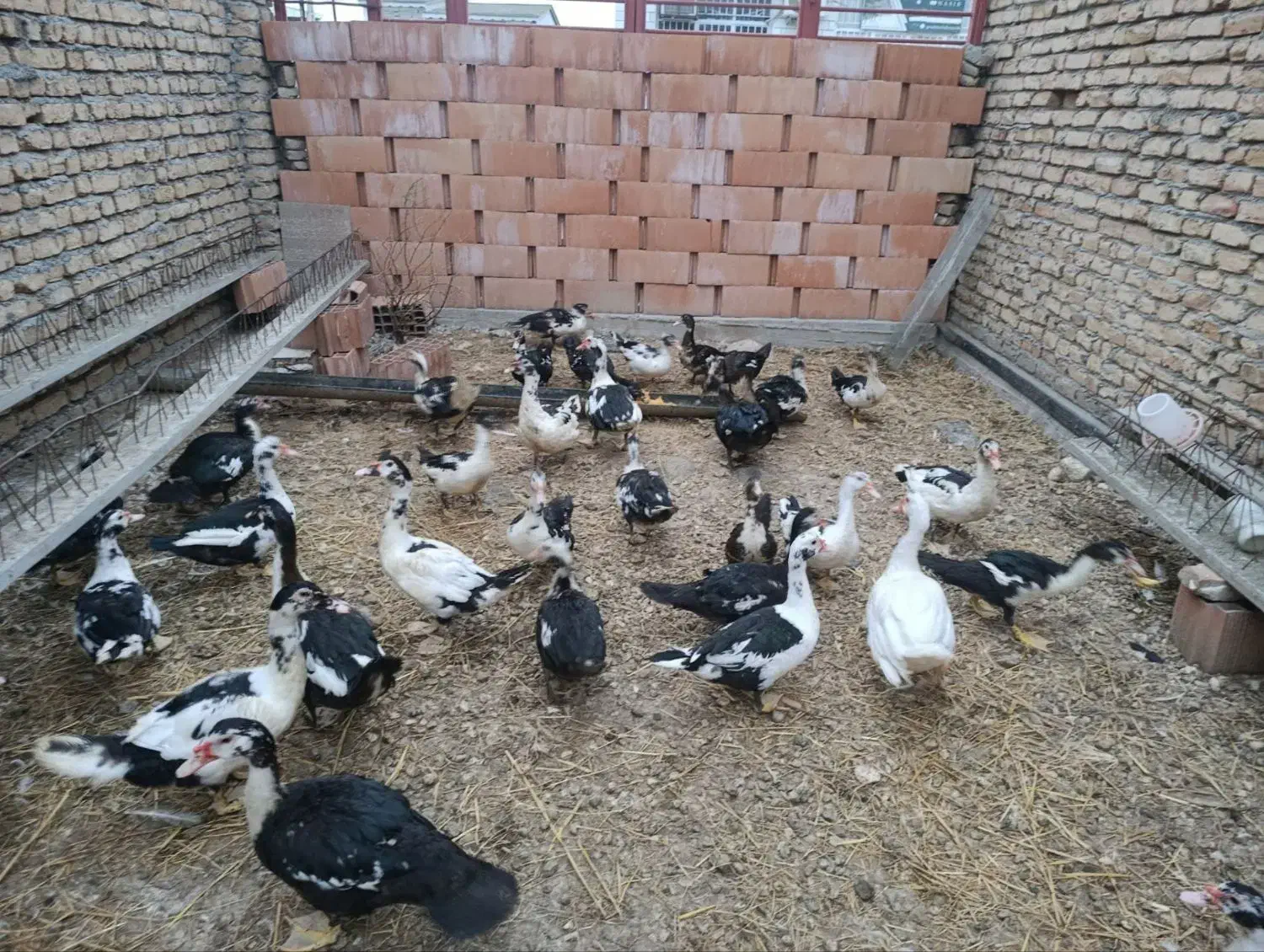 فروش اردک اسرائیلی|حیوانات مزرعه|بندر ترکمن, |دیوار