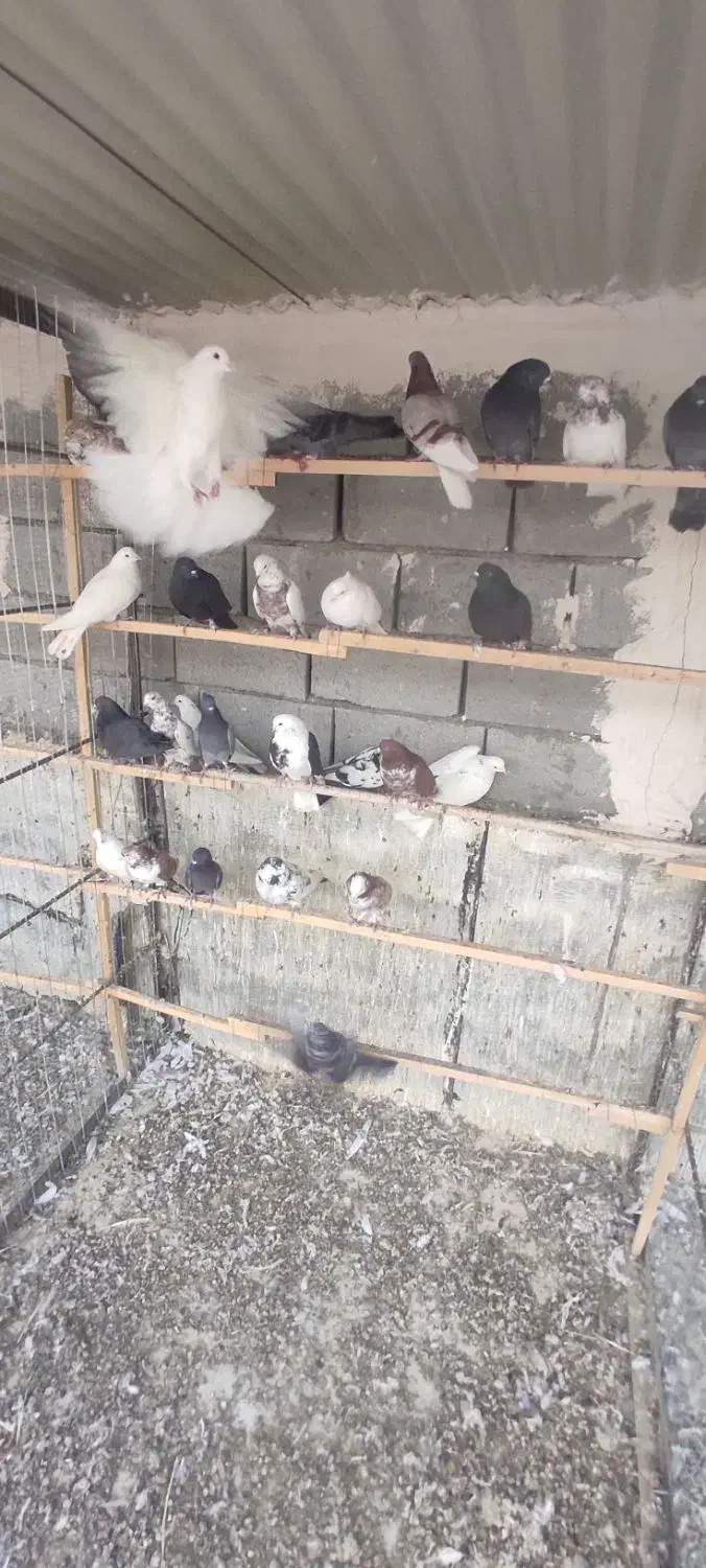 کفتر|پرنده|ماکو, |دیوار