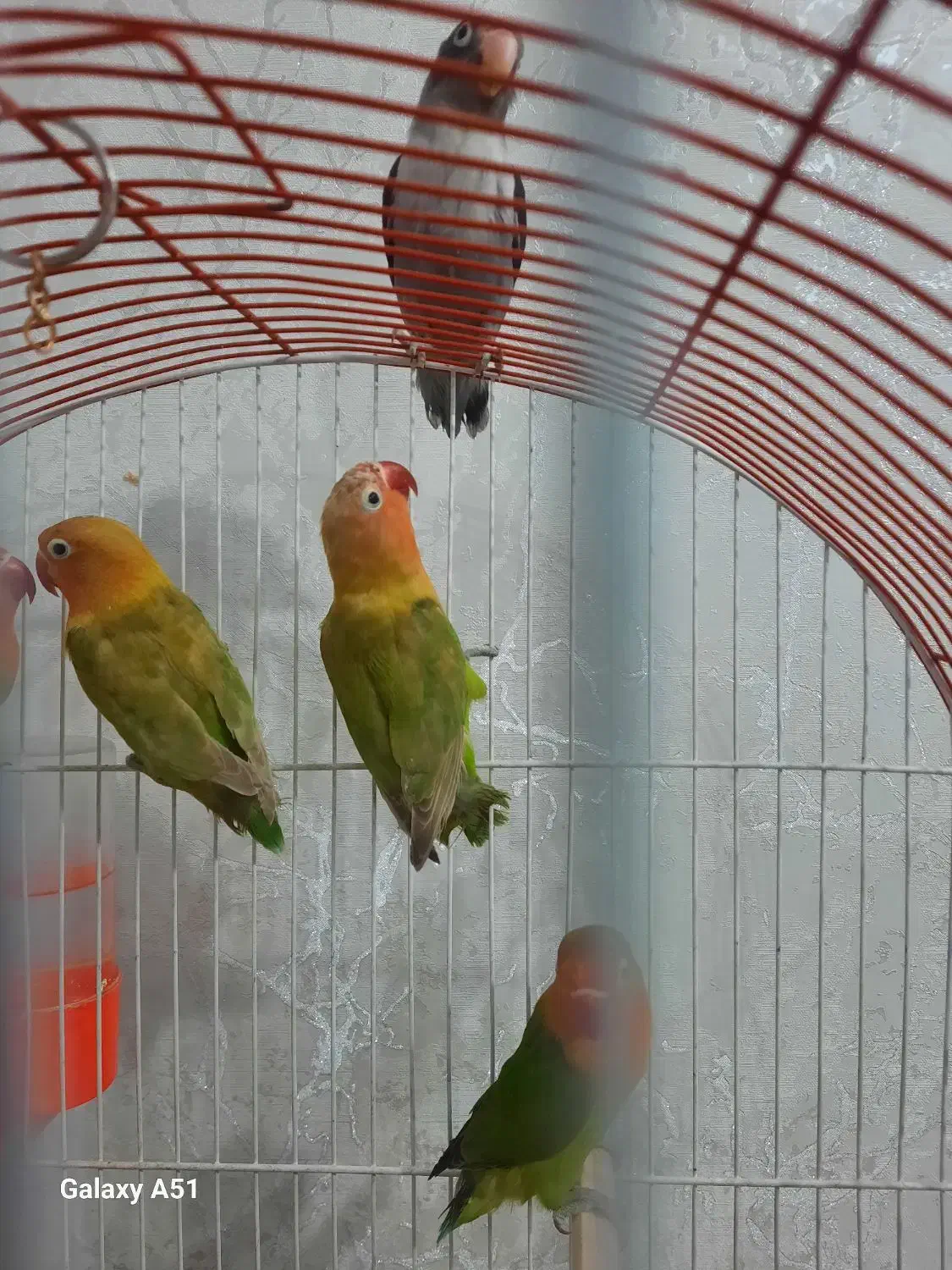 کوتوله برزیلی|پرنده|مشهد, شهید قربانی|دیوار