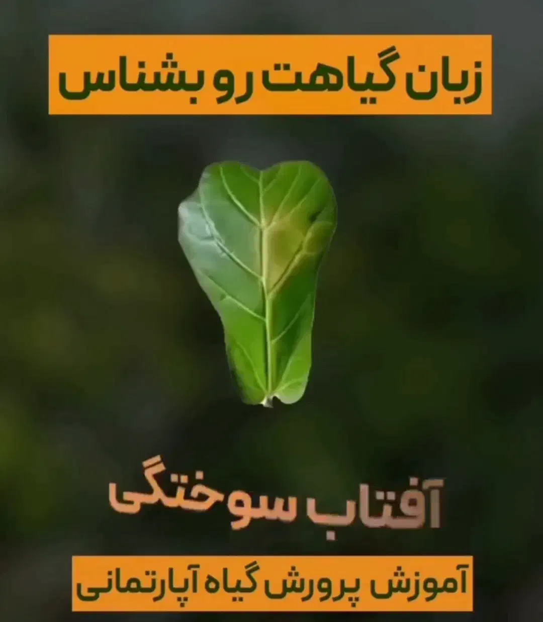 خدمات باغیانی با بهترین کیفیت|خدمات باغبانی و درختکاری|فردیس, فردیس|دیوار