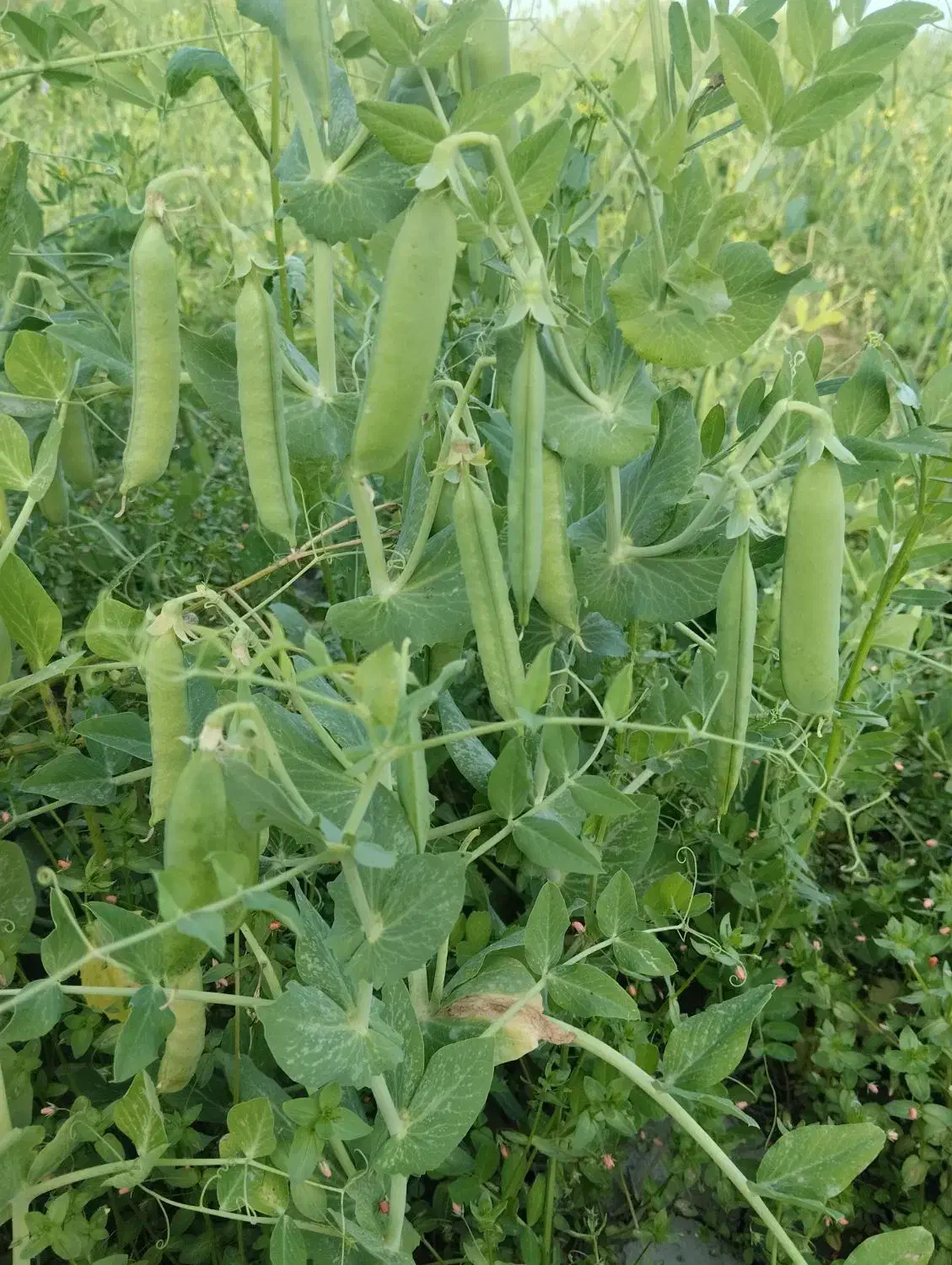 پرس عدل کاه نخود فرنگی|عمده‌فروشی|کلاله, |دیوار