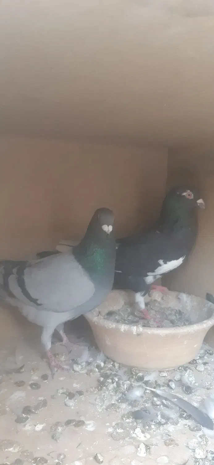 کبوتر مسافتی|پرنده|شهریار, شهریار|دیوار