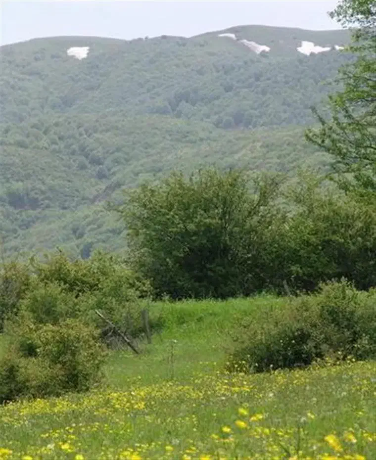 زمین جنگلی|فروش زمین و ملک کلنگی|بره‌سر, |دیوار