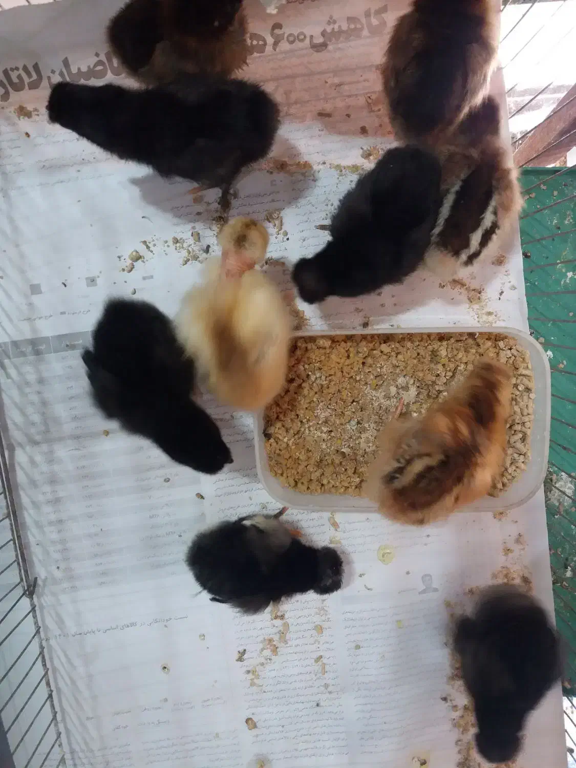 جوجه محلی کاکلی، گردن گلابی|حیوانات مزرعه|لاهیجان, کوی زمانی|دیوار