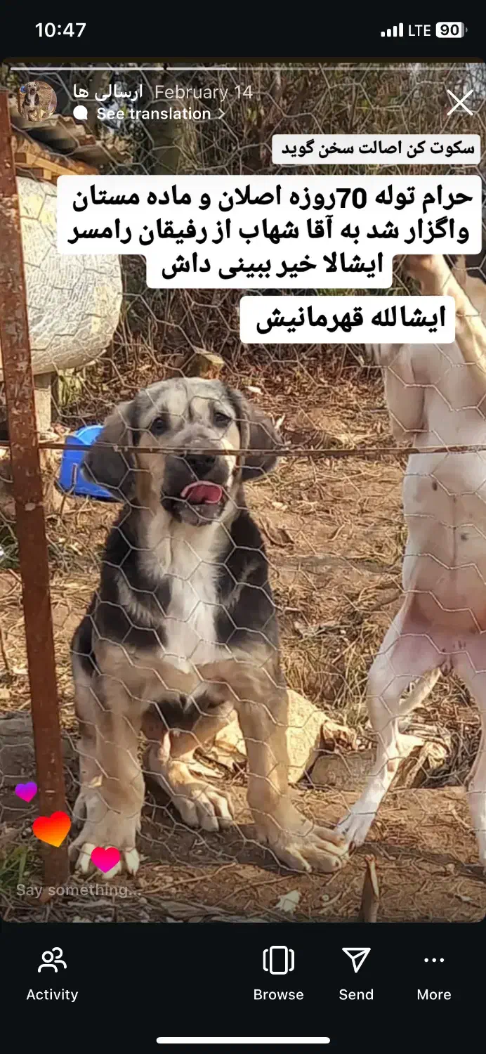 پژدر سه ماهه|سگ|اردبیل, |دیوار