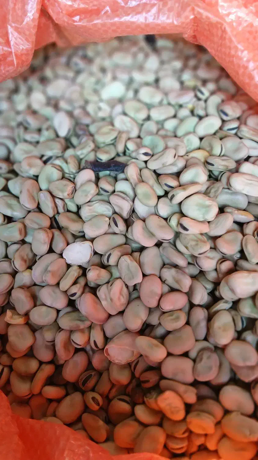 باقالی|خوردنی و آشامیدنی|بستان آباد, |دیوار