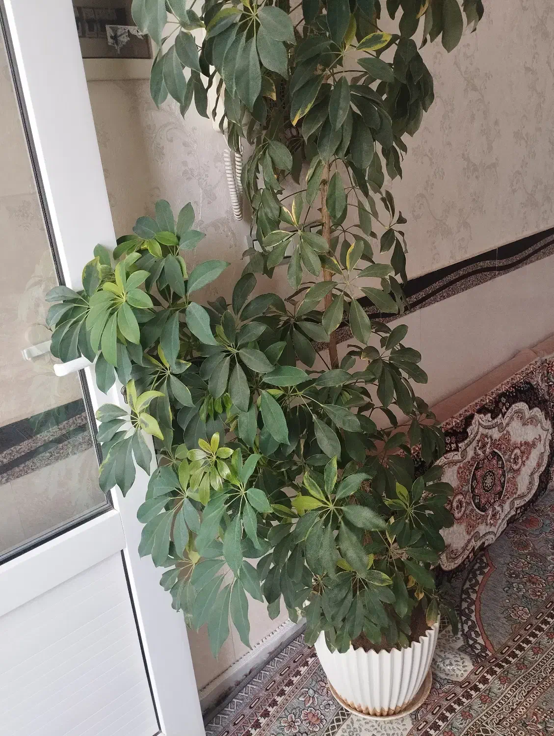 گل شفلرا درحال رشد ارتفاع دونیم با گلدان بزرگ|گل و گیاه طبیعی|ابهر, |دیوار