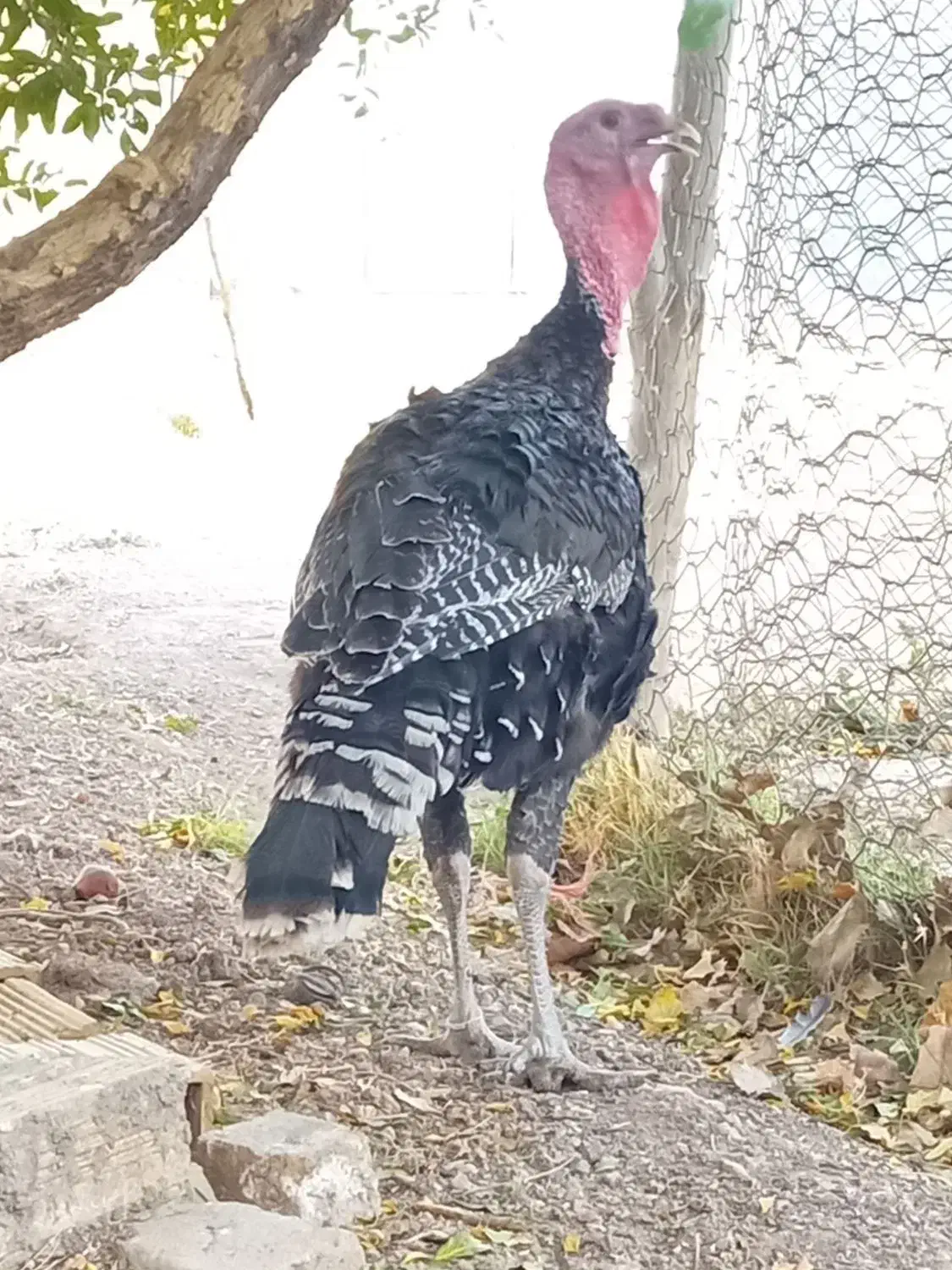 بوقلمون نرنژادبرنز|حیوانات مزرعه|تاکستان, |دیوار