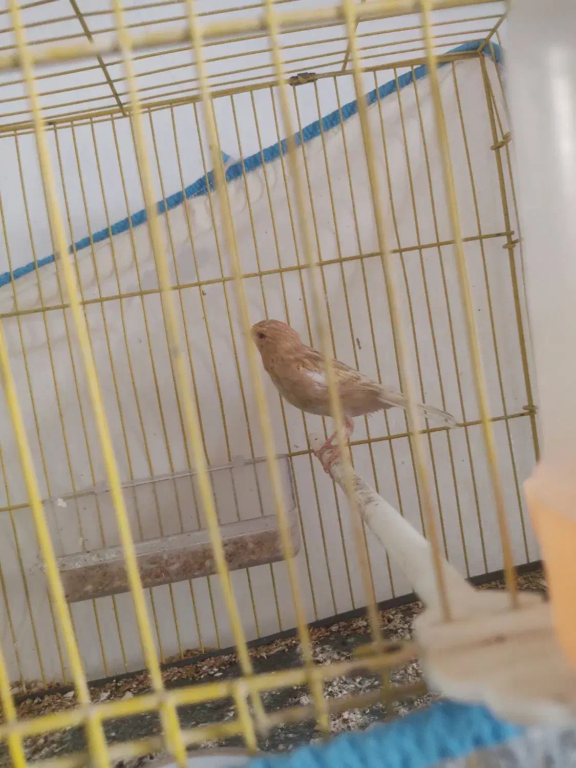 قناری معاوضه با قهوه ساز|پرنده|تربت جام, شهید نصرالهی|دیوار