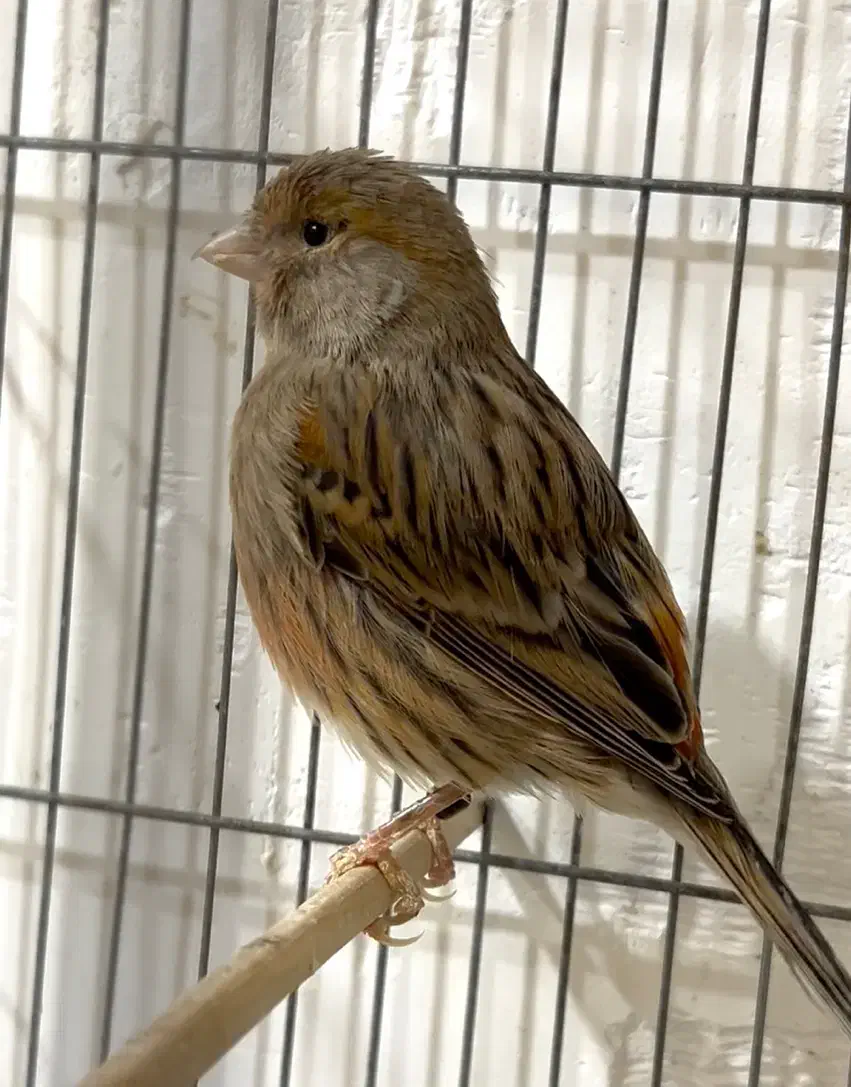 ماده نگرو|پرنده|رشت, استقامت ۱|دیوار