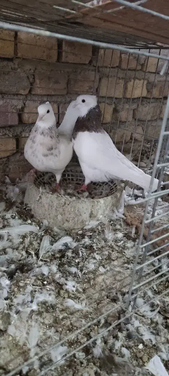 طوقی سرور|پرنده|اردکان, |دیوار