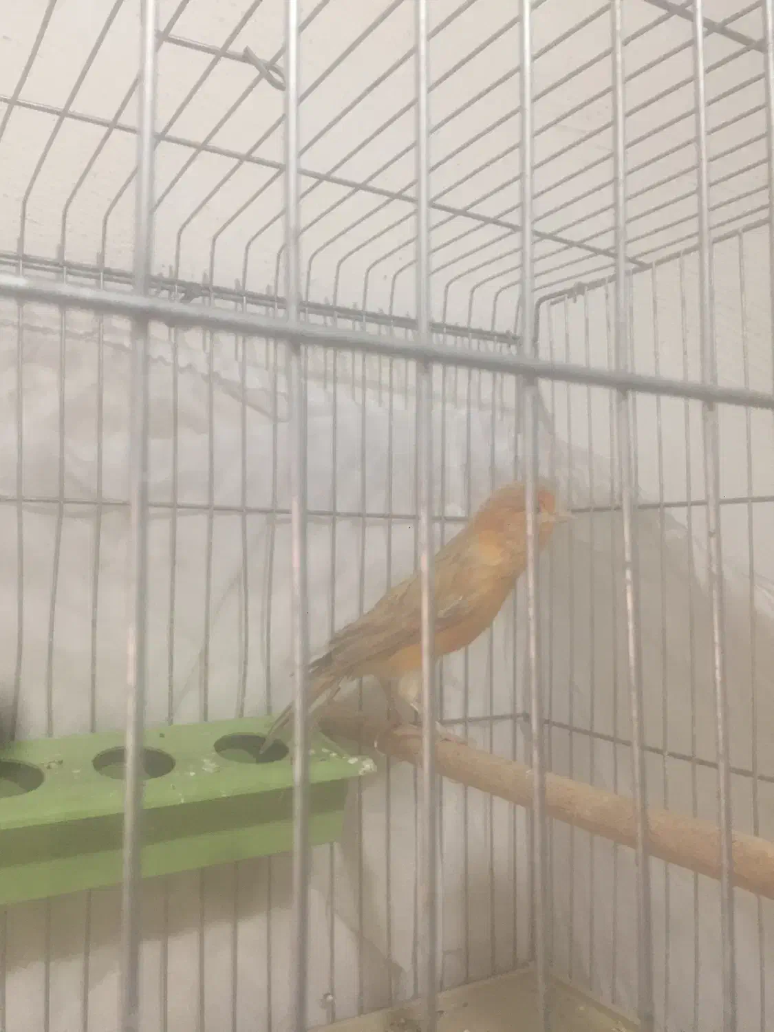 قناری مست مست|پرنده|خورموج, |دیوار