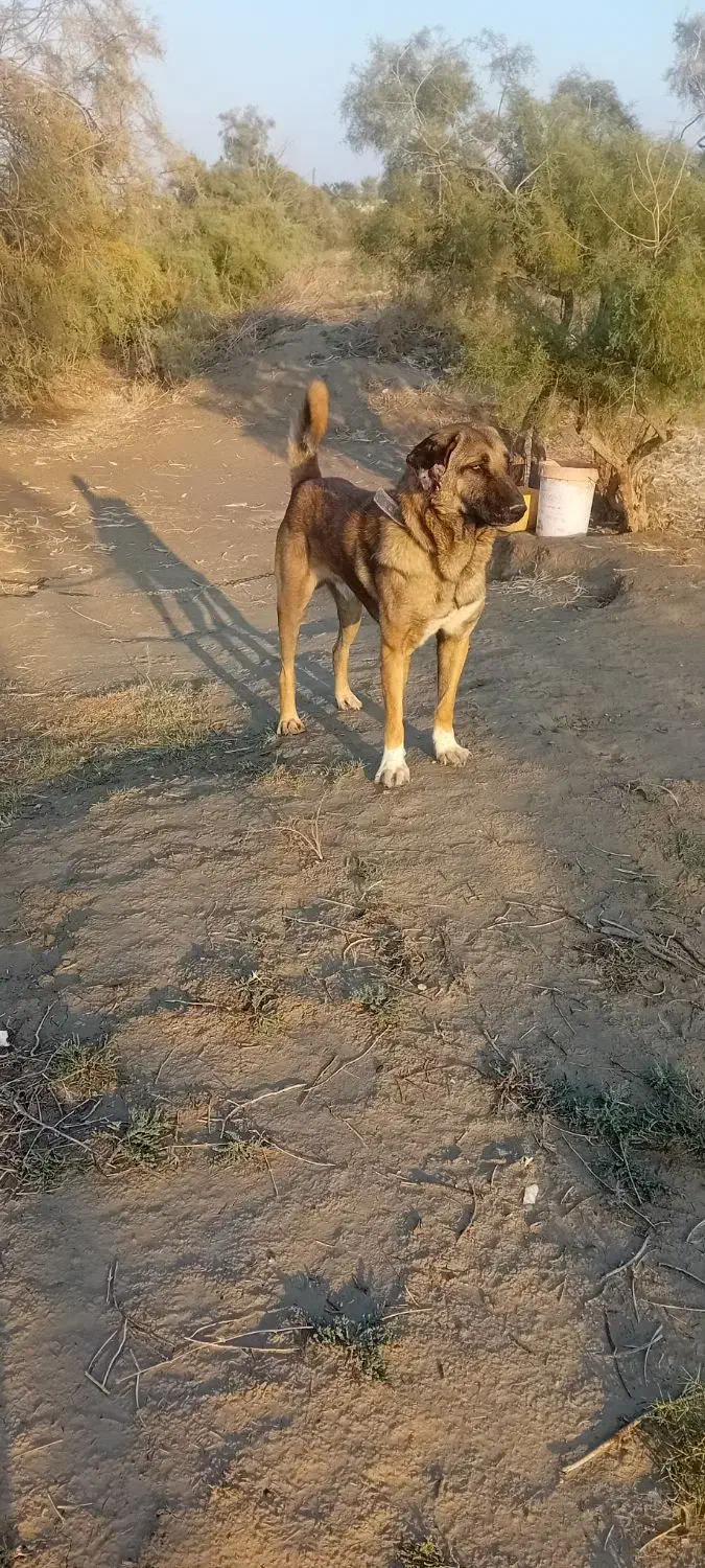 سگ پژدر|سگ|اهواز, زردشت|دیوار