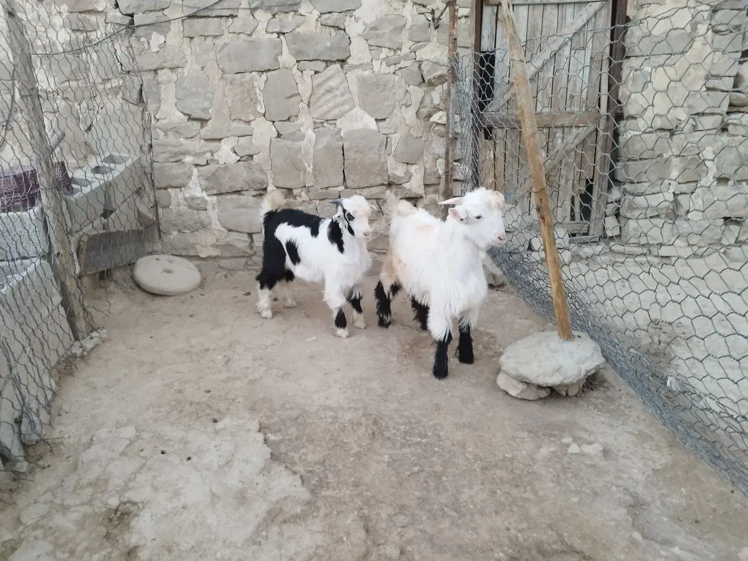2  بز  و  2 بیگ|حیوانات مزرعه|مسجد سلیمان, |دیوار