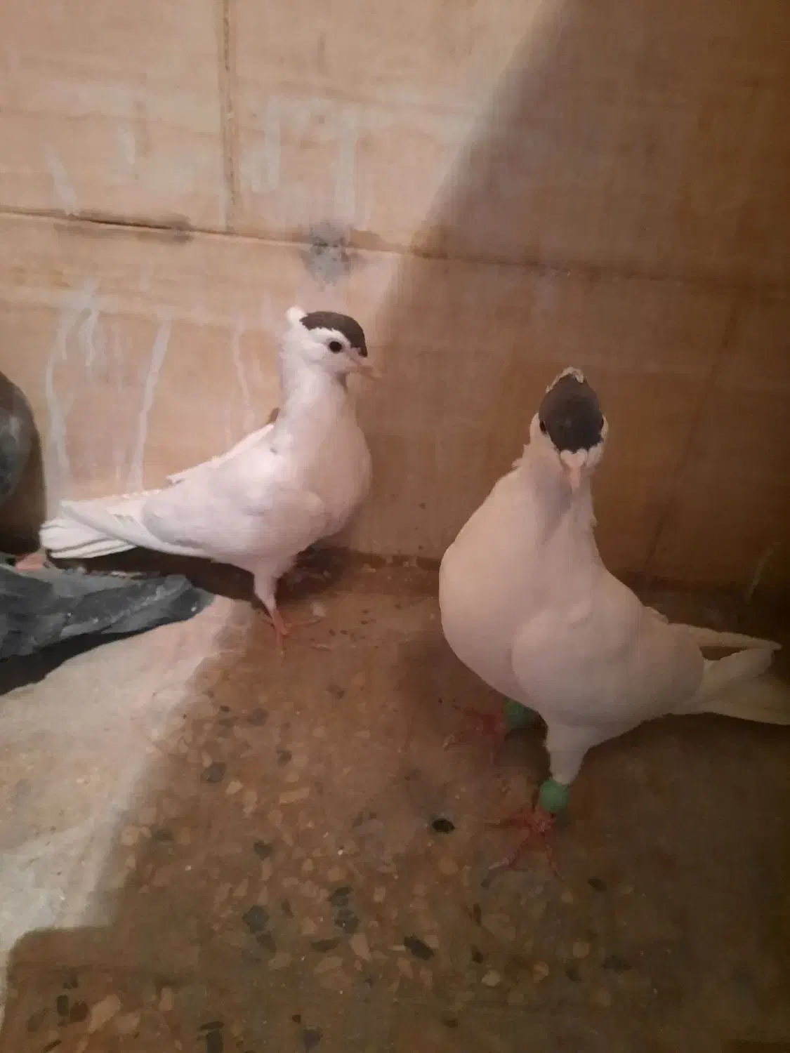 کبوتر نر و ماده کتبسر|پرنده|خرمآباد, |دیوار