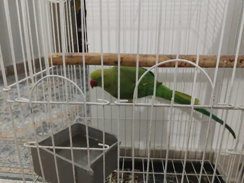 طوطی ملنگو ماده کاملا سالم مناسب برای جفت گیری|پرنده|اسلامشهر, شهرک قائمیه|دیوار