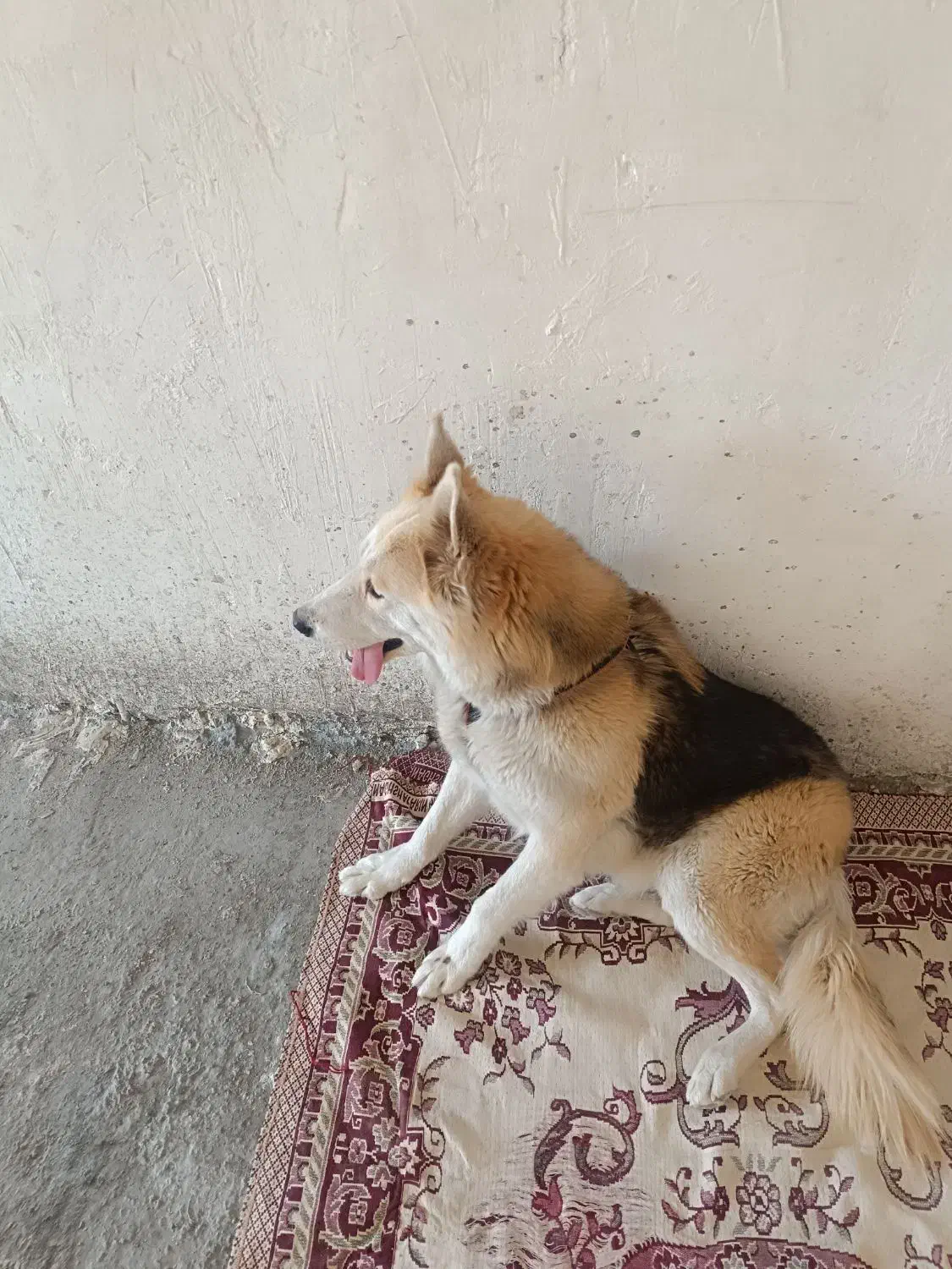 سگ ژرمن|سگ|قزوین, |دیوار