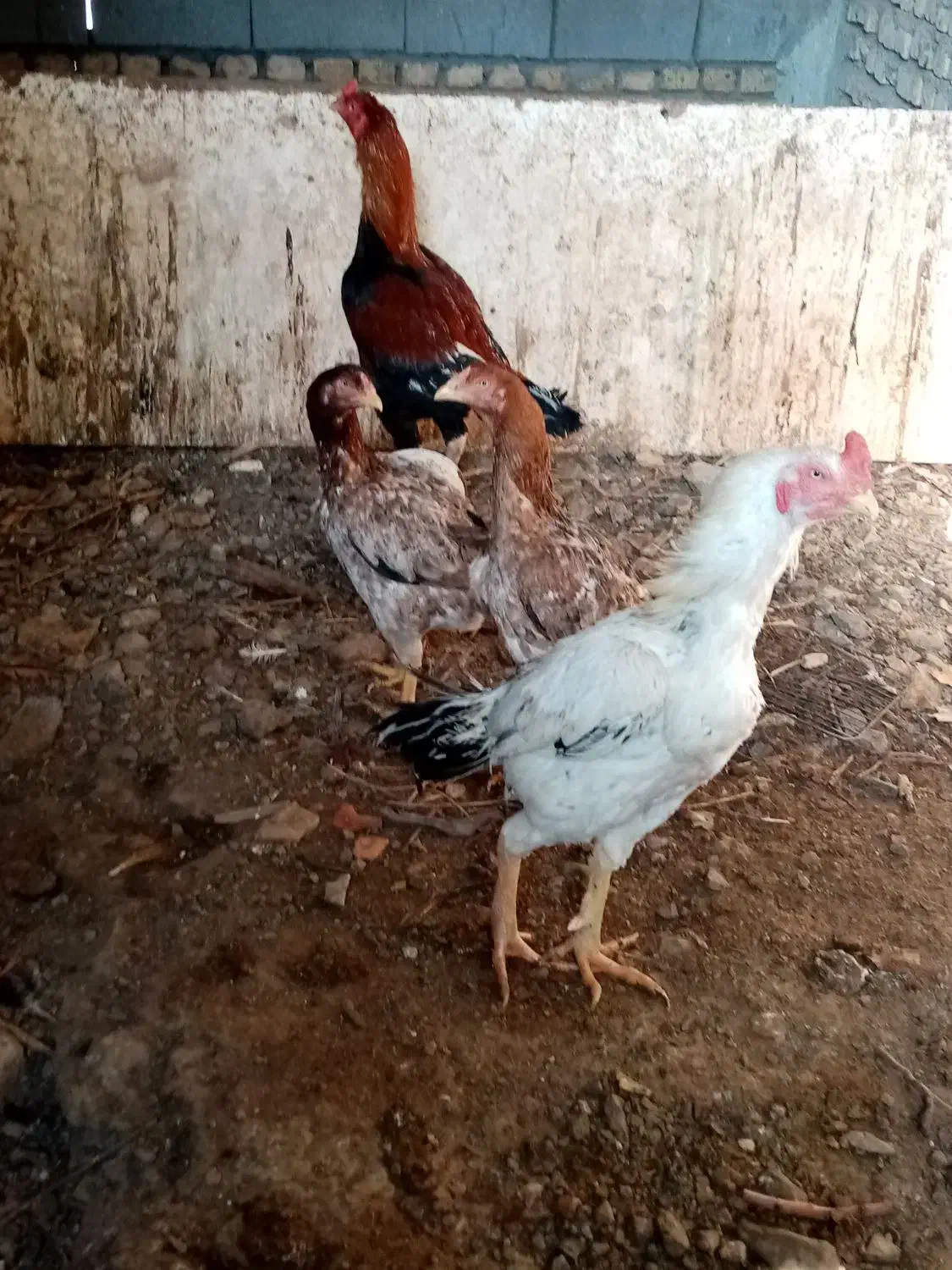 خروس لاری|حیوانات مزرعه|کاشمر, |دیوار