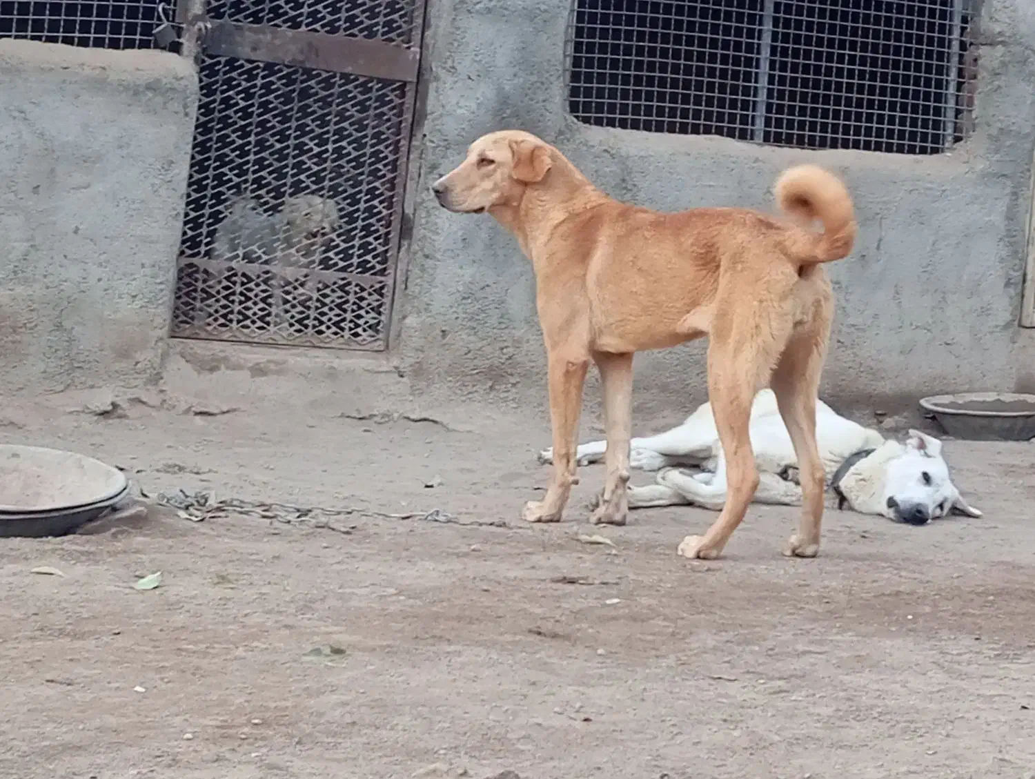 سگ عراقی|سگ|آذرشهر, |دیوار