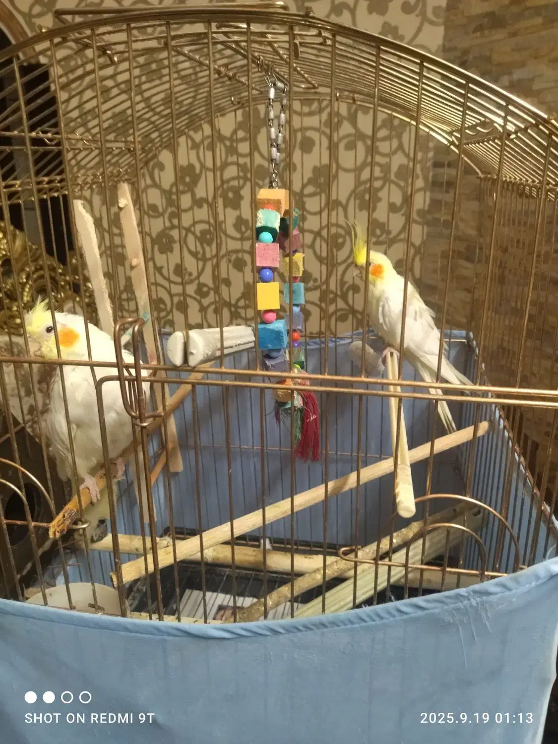 عروس هلندی لوتینو|پرنده|صباشهر, |دیوار