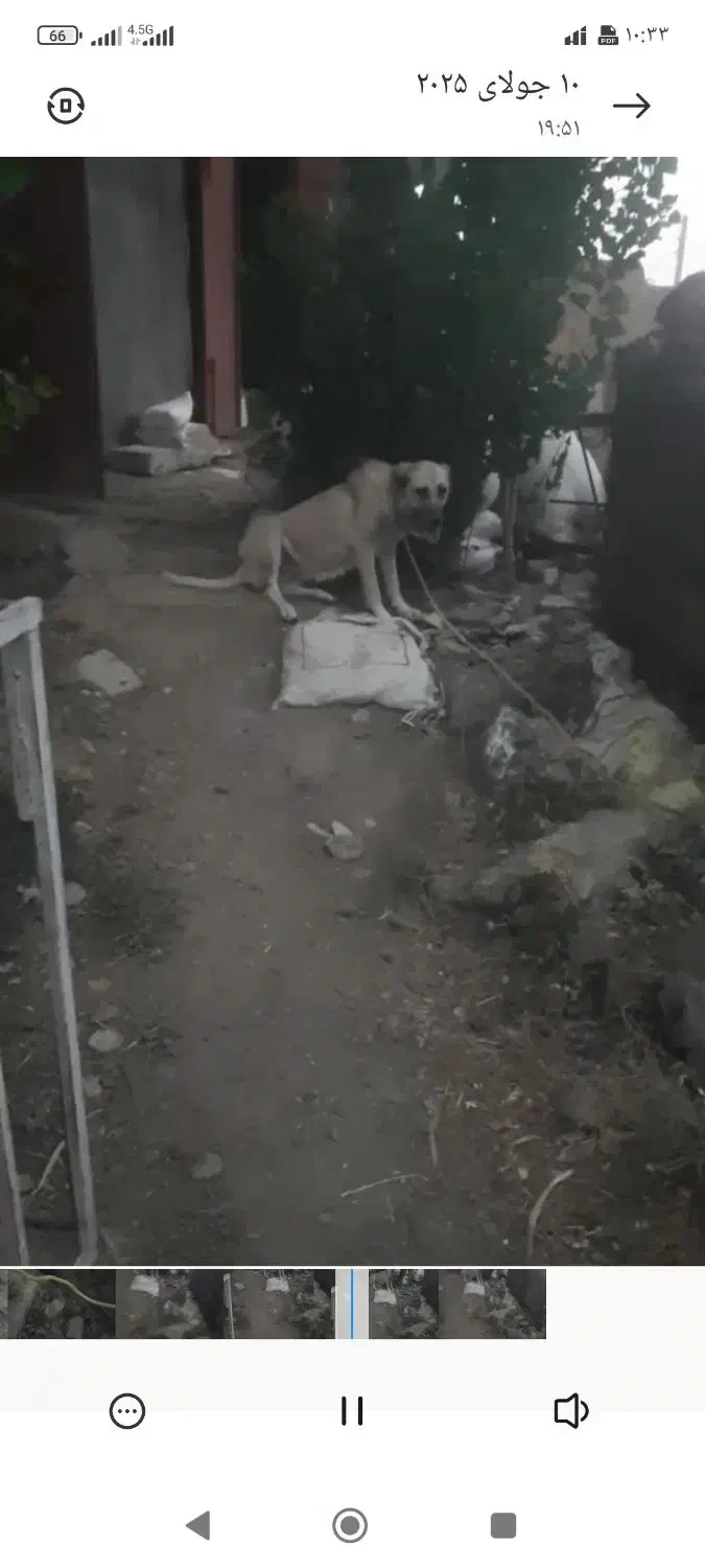 ماده سراب|حیوانات|دهگلان, |دیوار